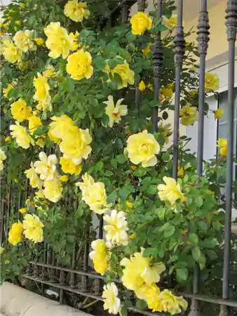 Drops of Rosa Golden Showers