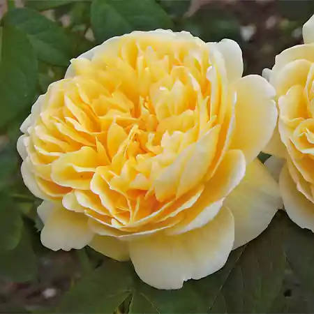 English Rose