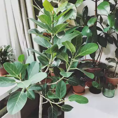 Ficus Audrey plant in the balcony garden