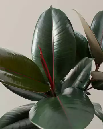 Ficus Elastica