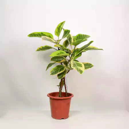Ficus altissima