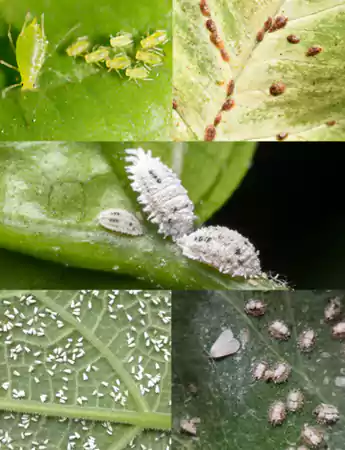 Ficus audrey plant attacked by pests