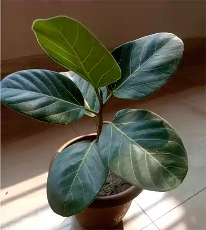 Ficus audrey