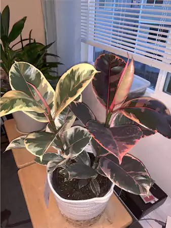 Ficus elastica Tineke
