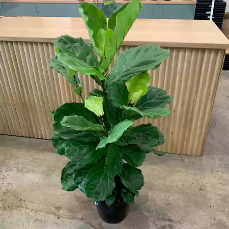 Ficus lyrata
