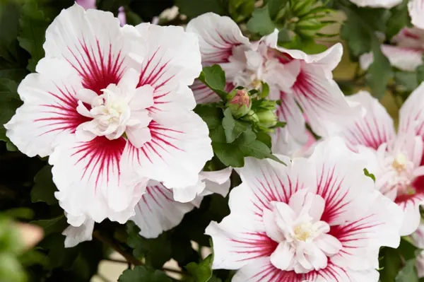Five-Petaled Reh Heart Rose Of Sharon