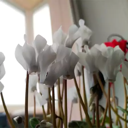 Flower Arrangement