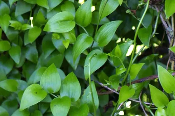 Foxtail Fern Cultivar Image