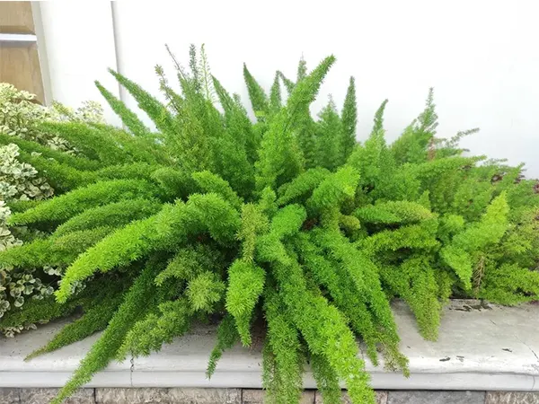 Foxtail Fern Image