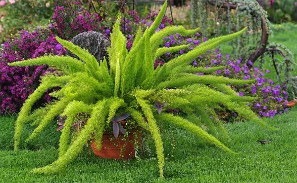Foxtail Fern Image