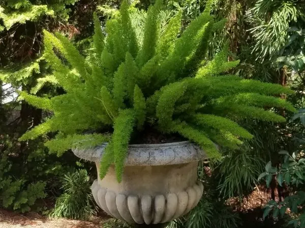 Foxtail Fern Image