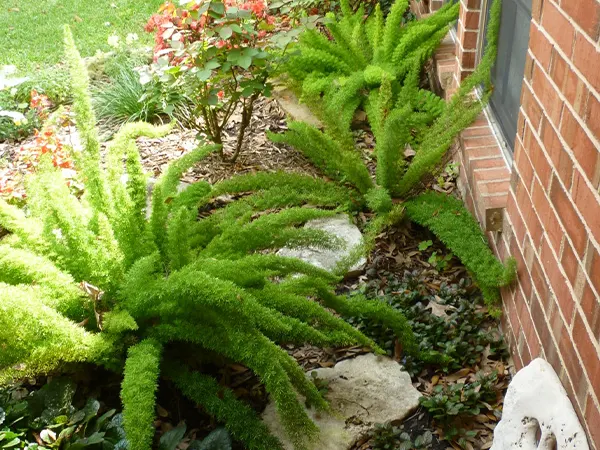 Foxtail Fern Image