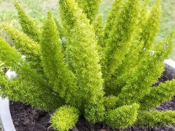Foxtail Fern Image