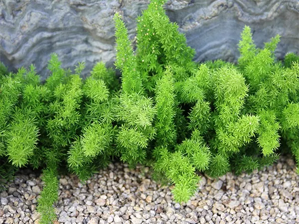 Foxtail Fern Image