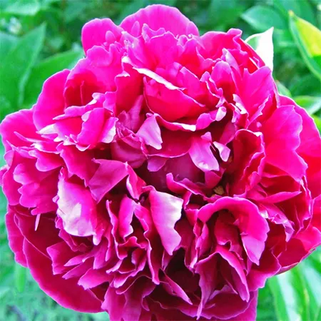 Francoise Ortegat Image