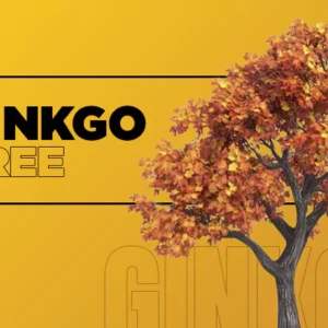 Ginkgo Tree