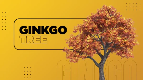 Ginkgo Tree