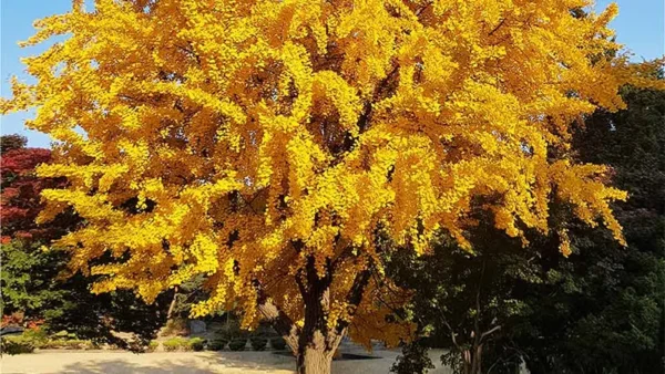 Ginkgo Tree Image