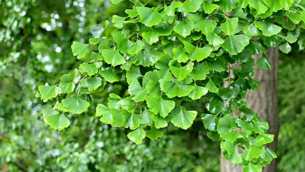 Ginkgo Tree Image