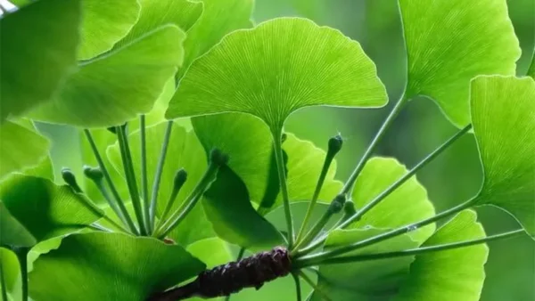 Ginkgo Tree Image