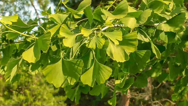 Ginkgo Tree Image