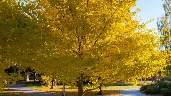 Ginkgo Tree Image