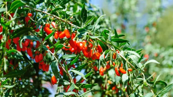 Goji Berry Image