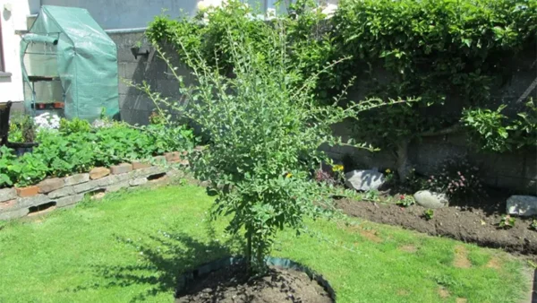 Goji Berry Image