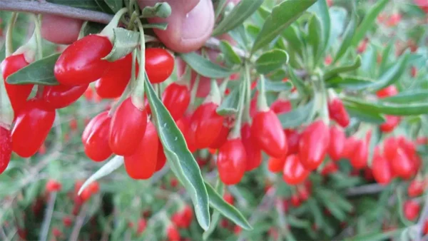 Goji Berry Image