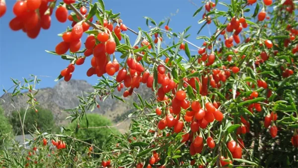 Goji Berry Image