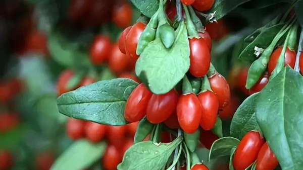 Goji Berry Image