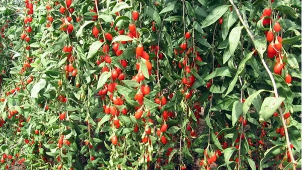 Goji Berry Image