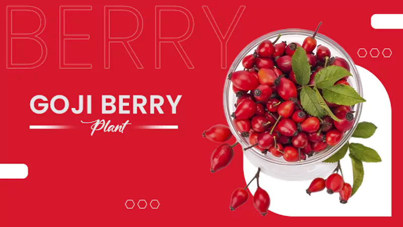 Goji Berry Plant