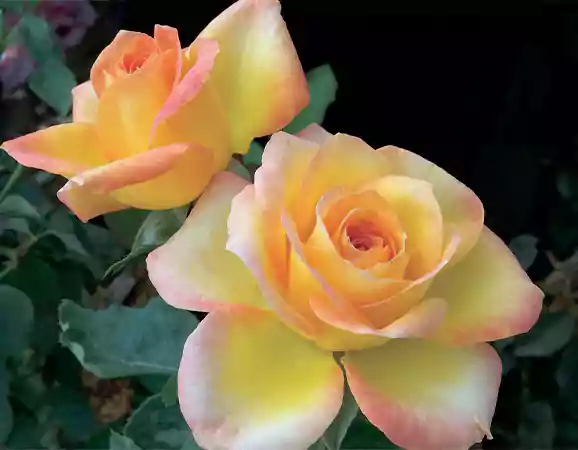 Grandiflora Gold medal Rose