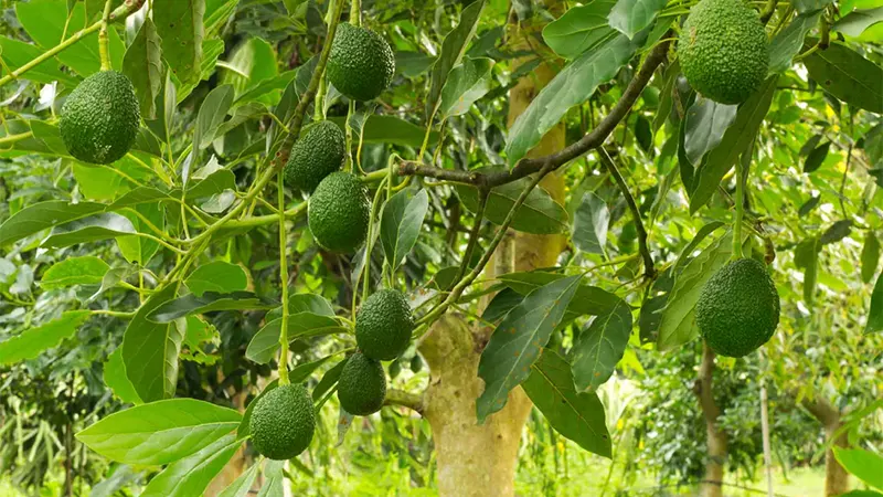 Hass Avocado Tree