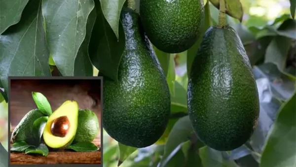 Hass avocado fruit