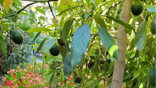 Hass Avocados enhancing the backyard