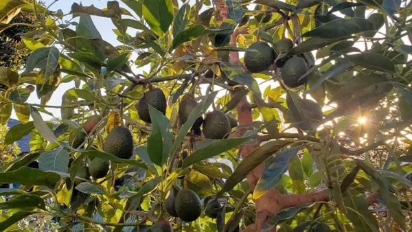Hass avocado fruit