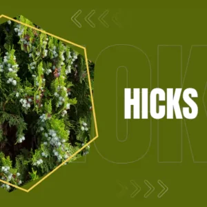 Hicks Yew