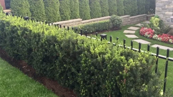 Hicks Yew Image