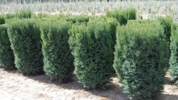 Hicks Yew Image