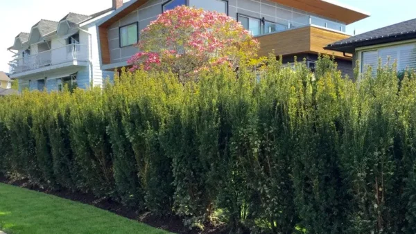 Hicks Yew Image