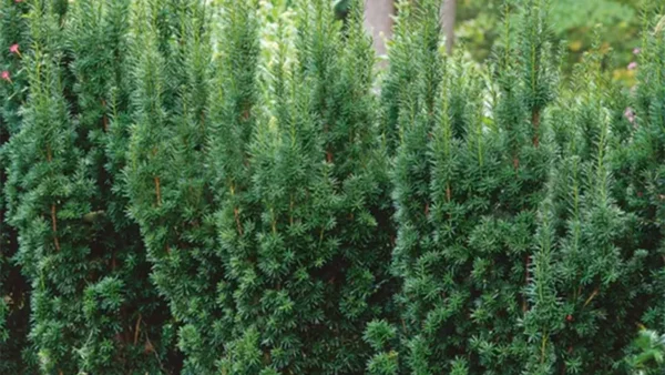 Hicks Yew Image