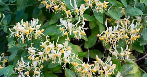 Honeysuckle Image