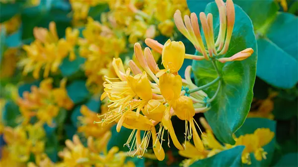 Honeysuckle Image