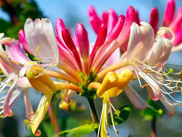 Honeysuckle Image