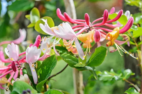 Honeysuckle June Flower