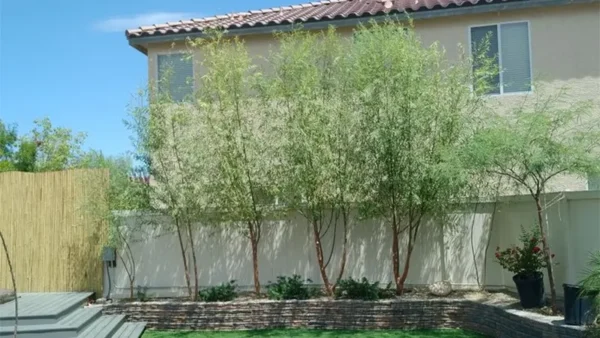 Hybrid Willow Tree Image