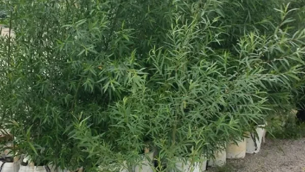 Hybrid Willow Tree Image
