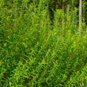 Hybrid Willow Tree Image